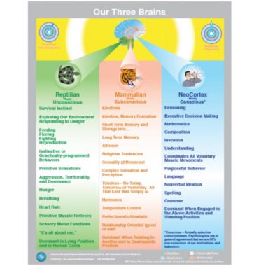 Our Three Brains Chart