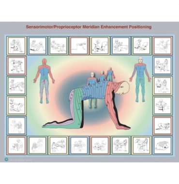 Sensorimotor/Proprioceptor Meridian Enhancement Positioning Chart